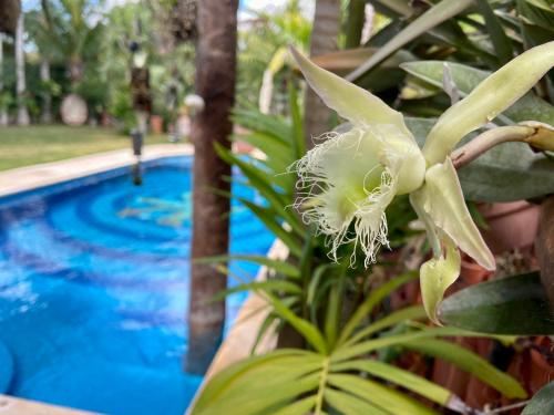 Hotel Estudio Casa Jaguar, Leisure & Recreation, Outdoor Swimming Pool