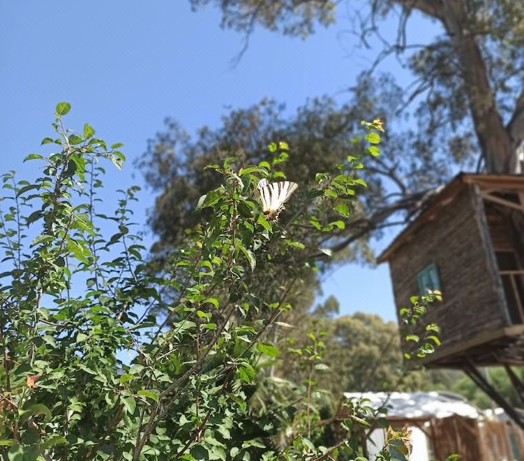 Hotel Daidala Life, Exterior, Garden